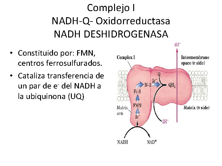 Complejo I NADH-Q- Oxidorreductasa NADH DESHIDROGENASA • Constituido por: FMN, centros ferrosulfurados. • Cataliza