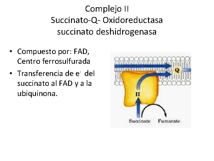 Complejo II Succinato-Q- Oxidoreductasa succinato deshidrogenasa • Compuesto por: FAD, Centro ferrosulfurada • Transferencia