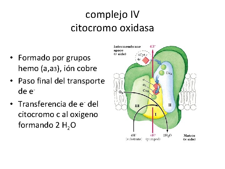 complejo IV citocromo oxidasa • Formado por grupos hemo (a, a 3), ión cobre