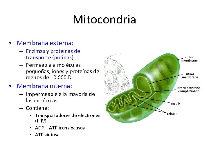Mitocondria • Membrana externa: – Enzimas y proteínas de transporte (porinas) – Permeable a