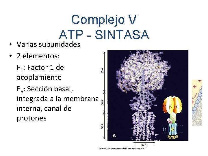 Complejo V ATP - SINTASA • Varias subunidades • 2 elementos: F 1: Factor