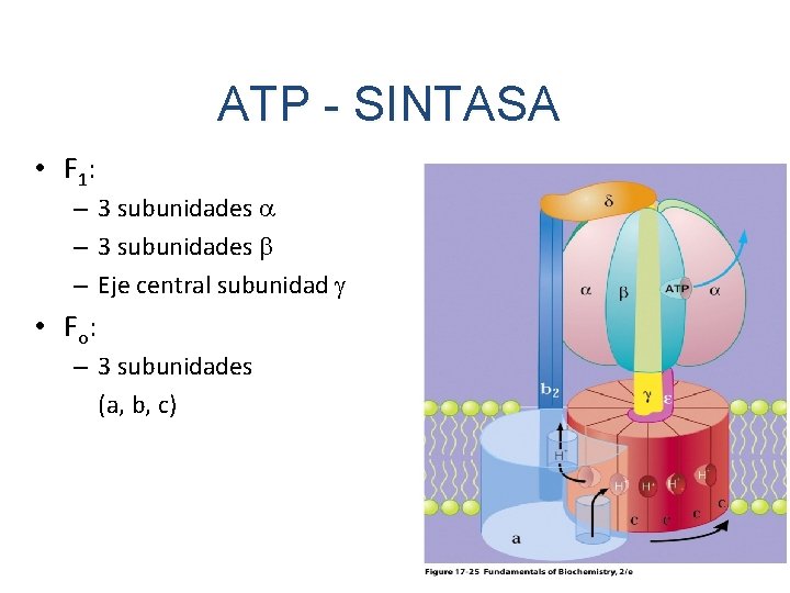 ATP - SINTASA • F 1: – 3 subunidades a – 3 subunidades b