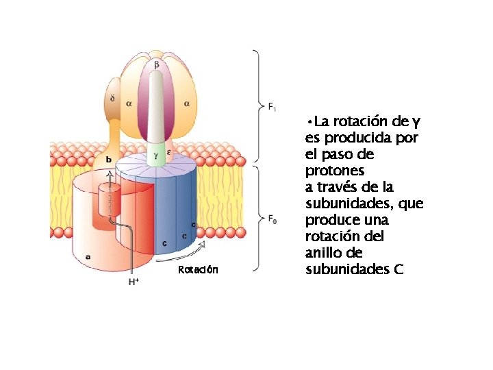 Rotación • La rotación de γ es producida por el paso de protones a