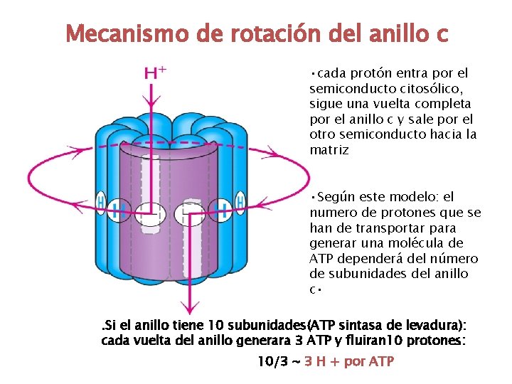 Mecanismo de rotación del anillo c • cada protón entra por el semiconducto citosólico,