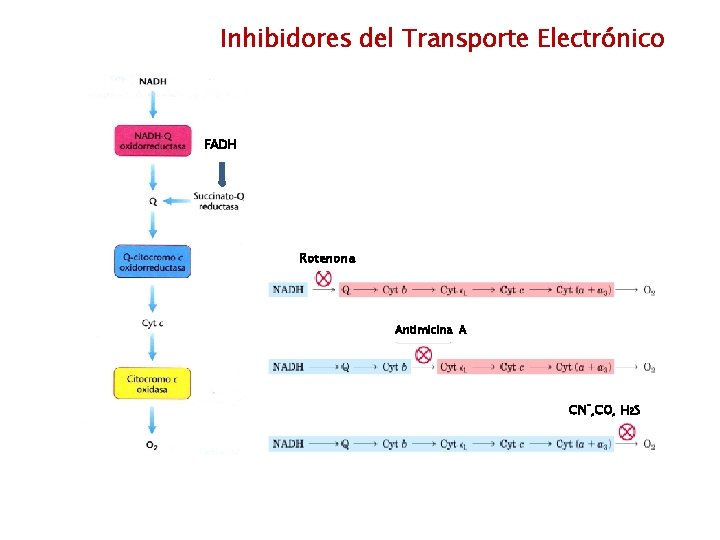 Inhibidores del Transporte Electrónico FADH Rotenona Antimicina A CN-, CO, H 2 S 