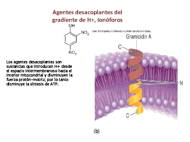 Agentes desacoplantes del gradiente de H+, Ionóforos Los agentes desacoplantes son sustancias que introducen