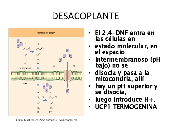 DESACOPLANTE • El 2. 4 -DNF entra en las células en • estado molecular,