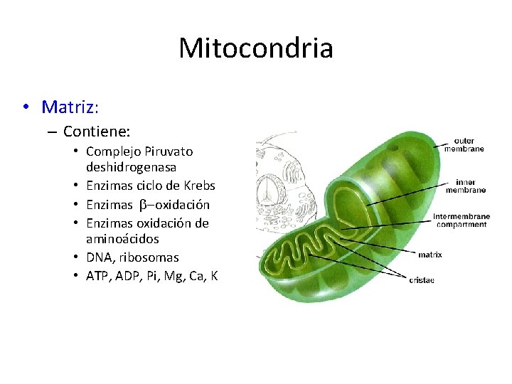 Mitocondria • Matriz: – Contiene: • Complejo Piruvato deshidrogenasa • Enzimas ciclo de Krebs