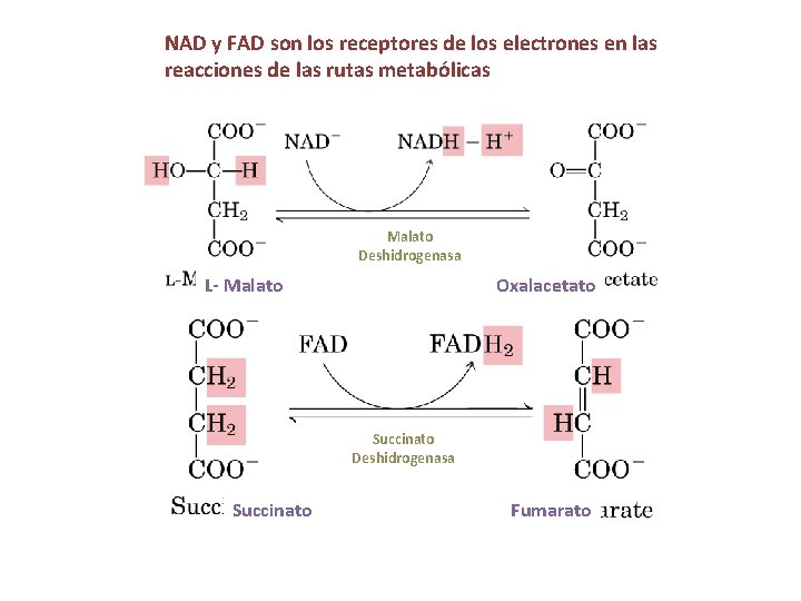 NAD y FAD son los receptores de los electrones en las reacciones de las