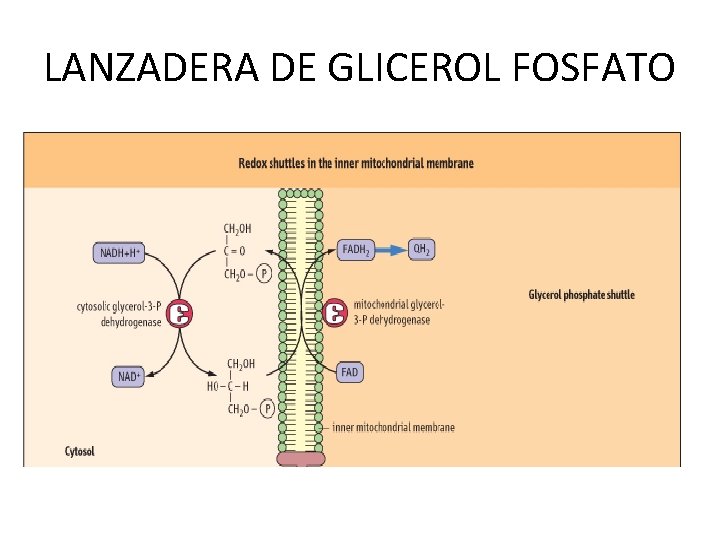 LANZADERA DE GLICEROL FOSFATO 