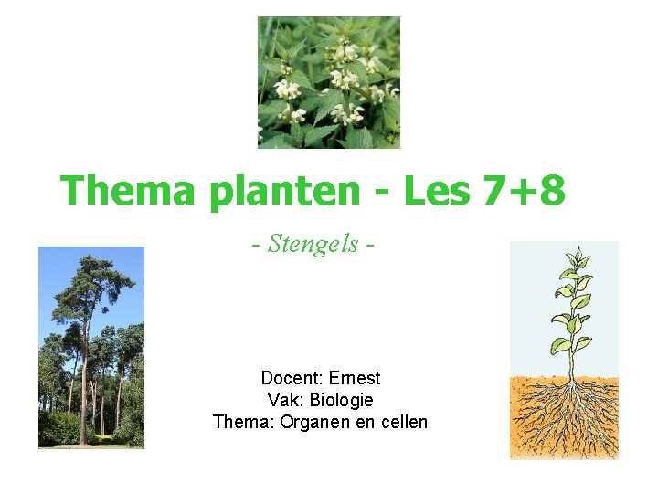 Thema planten - Les 7+8 - Stengels - Docent: Ernest Vak: Biologie Thema: Organen