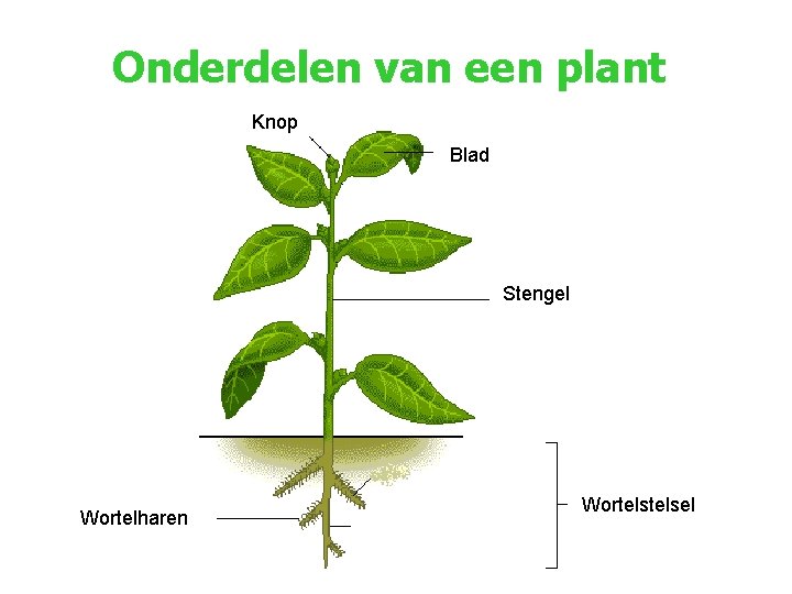Onderdelen van een plant Knop Blad Stengel Wortelharen Wortelsel 