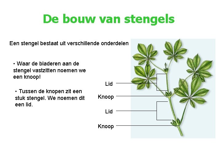 De bouw van stengels Een stengel bestaat uit verschillende onderdelen • Waar de bladeren