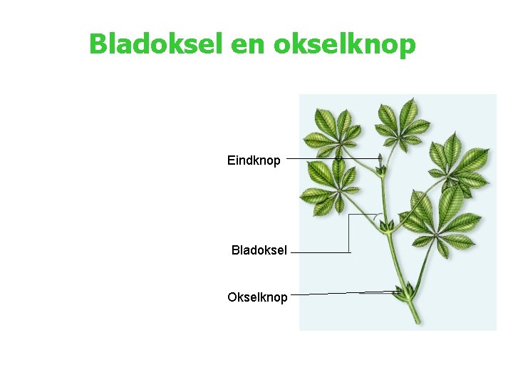 Bladoksel en okselknop Eindknop Bladoksel Okselknop 