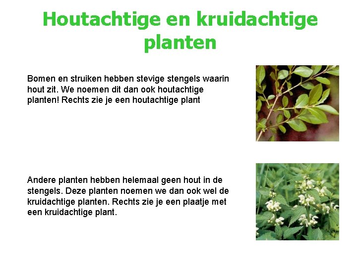 Houtachtige en kruidachtige planten Bomen en struiken hebben stevige stengels waarin hout zit. We
