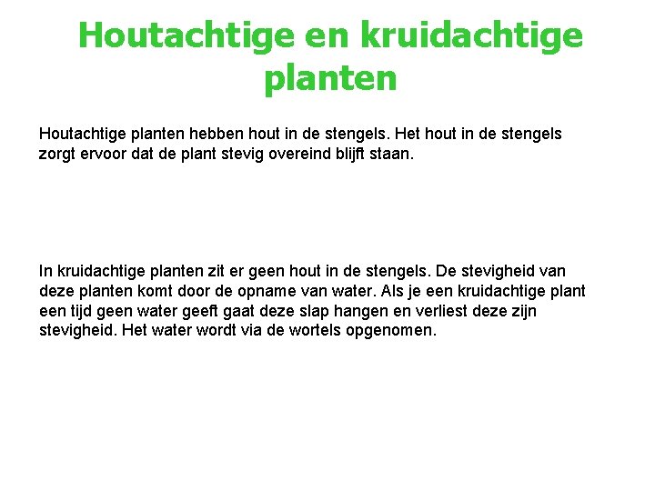 Houtachtige en kruidachtige planten Houtachtige planten hebben hout in de stengels. Het hout in