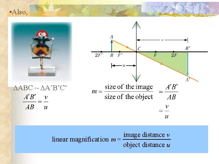  • Also, ABC ~ A’B’C’ linear magnificat ion m = image distance v