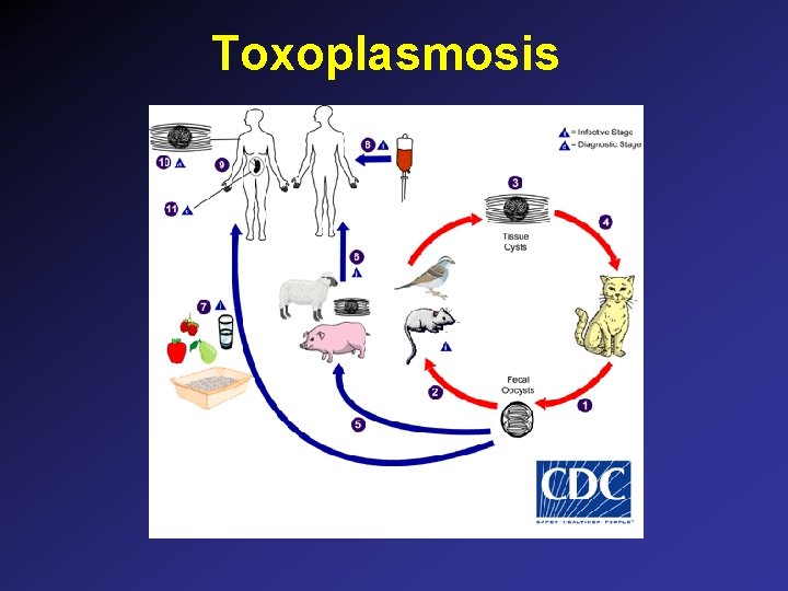 Toxoplasmosis Toxoplasmosis
