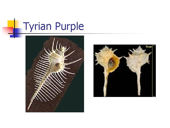 Tyrian Purple 