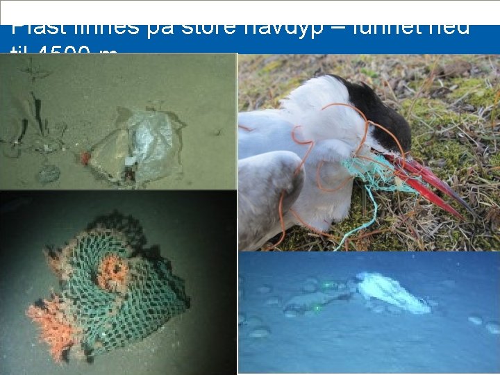 Plast finnes på store havdyp – funnet ned til 4500 m | 6 
