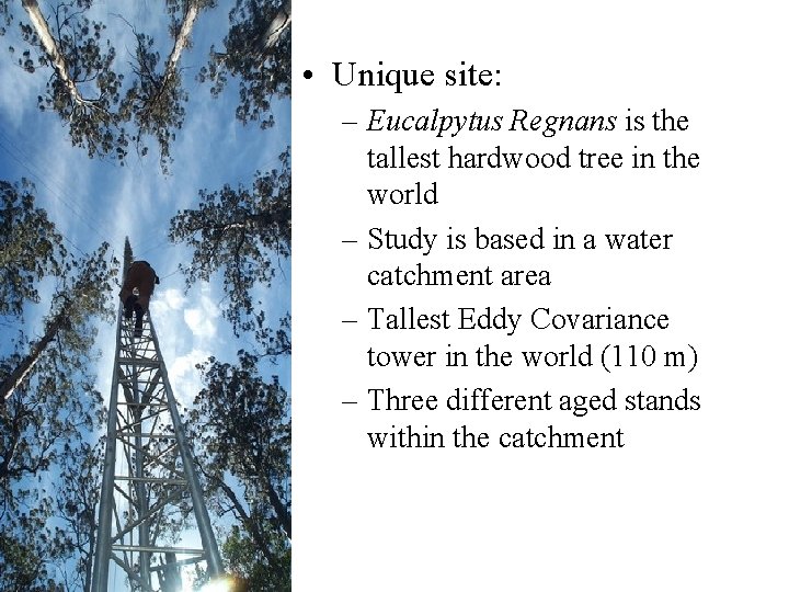 • Unique site: – Eucalpytus Regnans is the tallest hardwood tree in the • Unique site: – Eucalpytus Regnans is the tallest hardwood tree in the