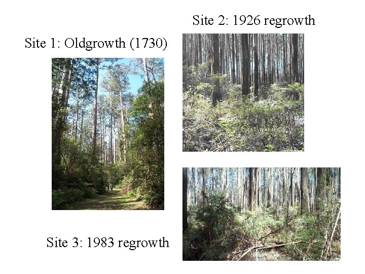 Site 2: 1926 regrowth Site 1: Oldgrowth (1730) Site 3: 1983 regrowth Site 2: 1926 regrowth Site 1: Oldgrowth (1730) Site 3: 1983 regrowth