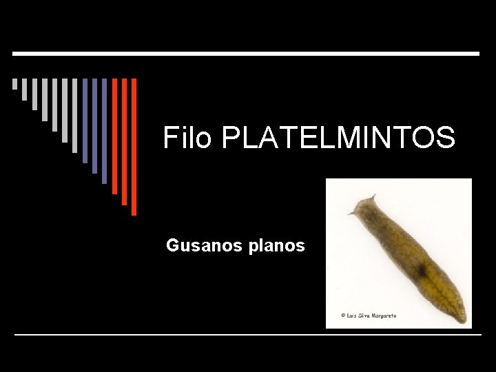 Filo PLATELMINTOS Gusanos planos 