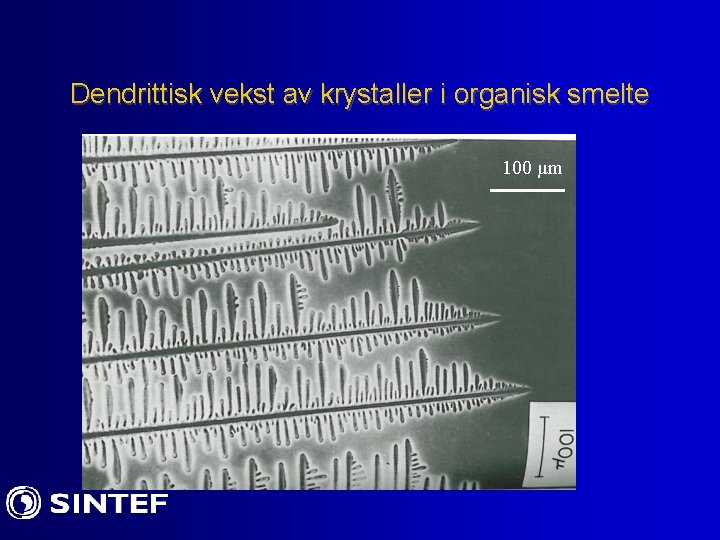 Dendrittisk vekst av krystaller i organisk smelte 100 µm 