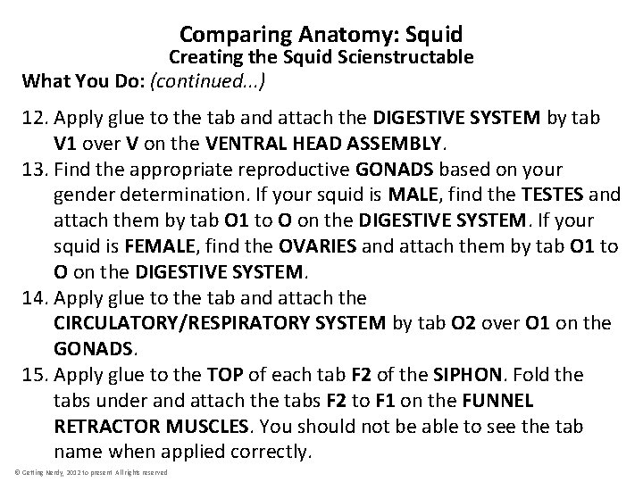 Comparing Anatomy: Squid Creating the Squid Scienstructable What You Do: (continued. . . )