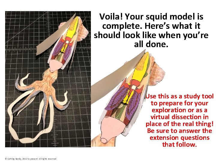 Voila! Your squid model is complete. Here’s what it should look like when you’re