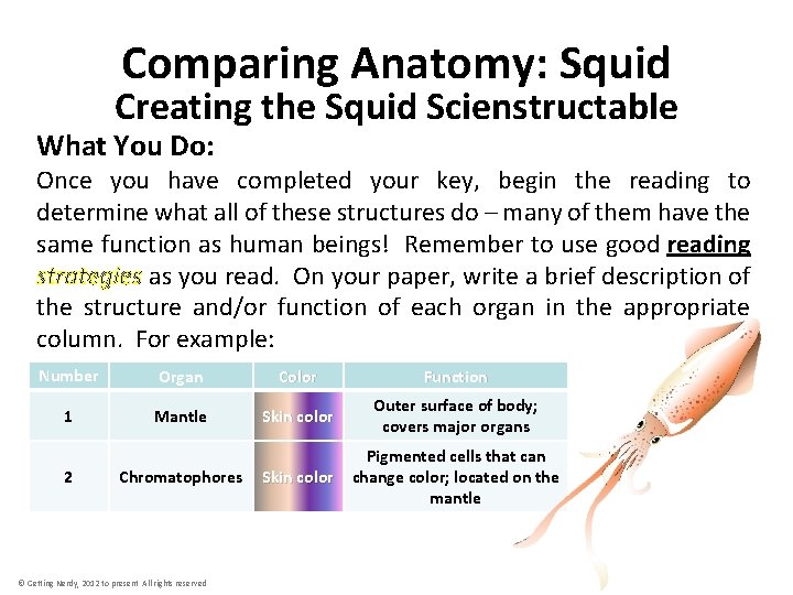 Comparing Anatomy: Squid Creating the Squid Scienstructable What You Do: Once you have completed