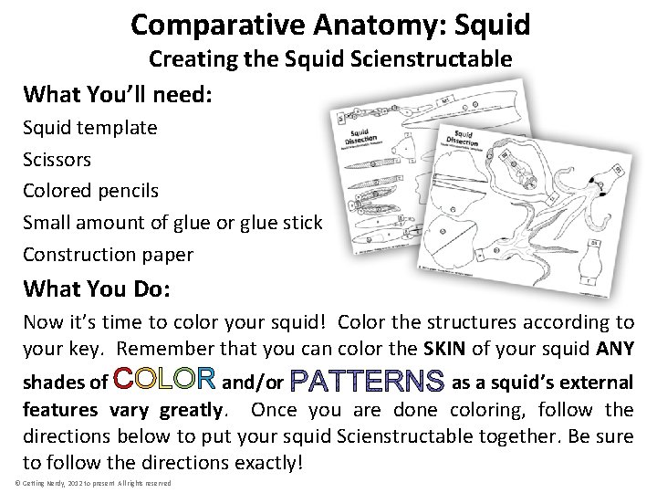 Comparative Anatomy: Squid Creating the Squid Scienstructable What You’ll need: Squid template Scissors Colored