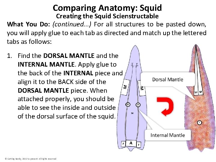 Comparing Anatomy: Squid Creating the Squid Scienstructable What You Do: (continued. . . )