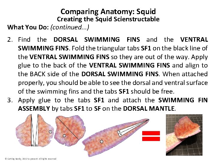 Comparing Anatomy: Squid Creating the Squid Scienstructable What You Do: (continued. . . )