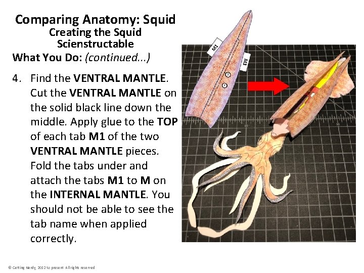 Comparing Anatomy: Squid Creating the Squid Scienstructable What You Do: (continued. . . )