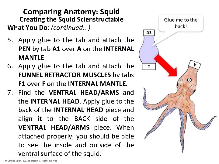 Comparing Anatomy: Squid Creating the Squid Scienstructable What You Do: (continued. . . )