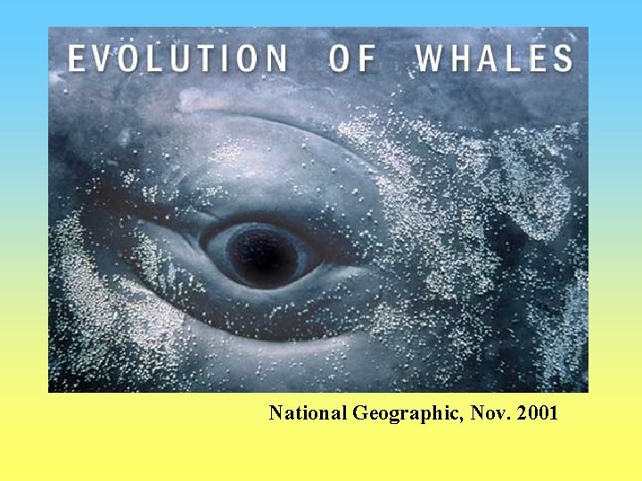 National Geographic, Nov. 2001 