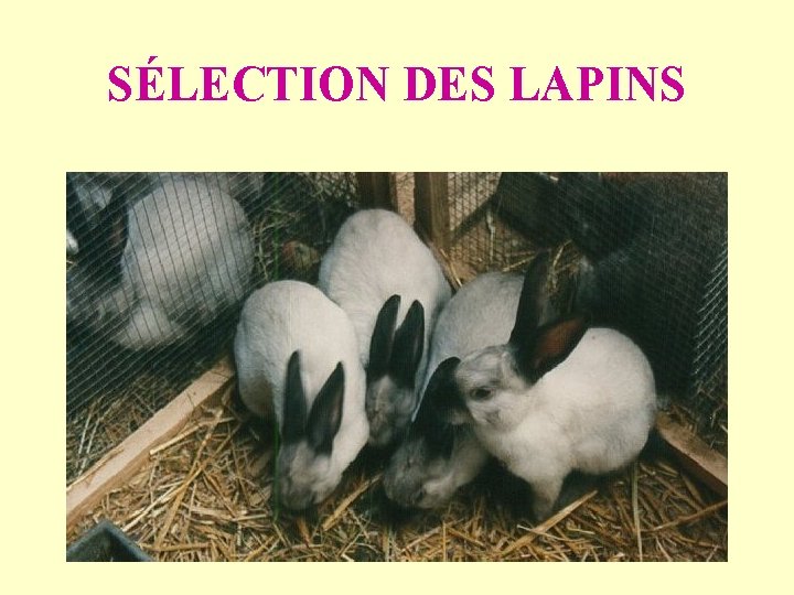 SÉLECTION DES LAPINS 