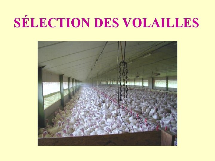 SÉLECTION DES VOLAILLES 