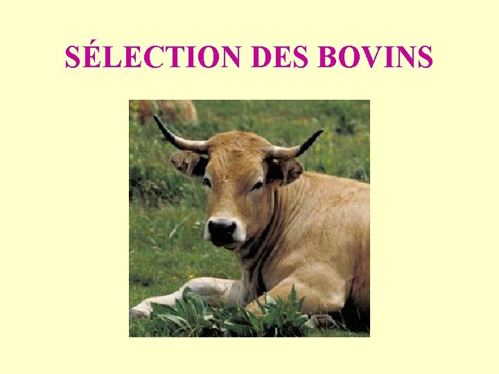 SÉLECTION DES BOVINS 