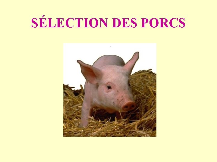 SÉLECTION DES PORCS 