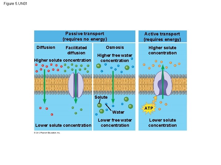 Figure 5. UN 01 Passive transport (requires no energy) Diffusion Facilitated diffusion HIgher solute