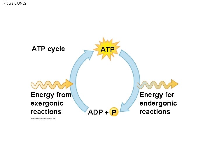 Figure 5. UN 02 ATP cycle Energy from exergonic reactions ATP ADP P Energy