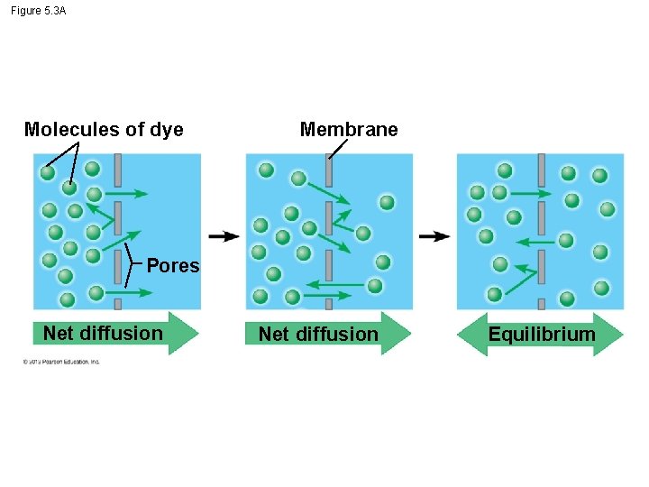 Figure 5. 3 A Molecules of dye Membrane Pores Net diffusion Equilibrium 
