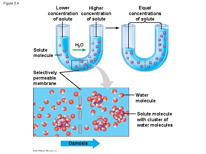 Figure 5. 4 Lower Higher concentration of solute Solute molecule Equal concentrations of solute