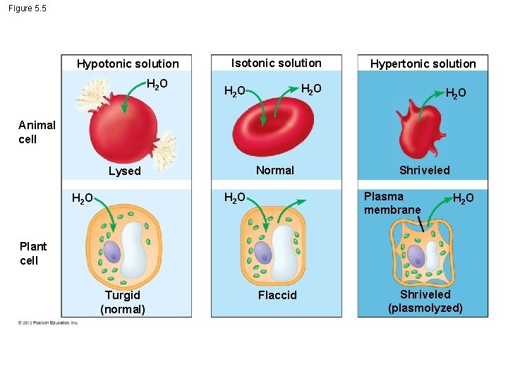 Figure 5. 5 Hypotonic solution H 2 O Isotonic solution Hypertonic solution H 2