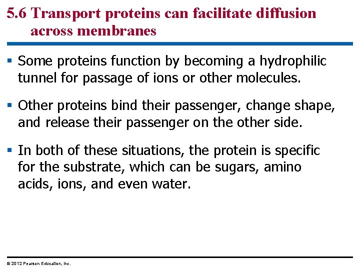 5. 6 Transport proteins can facilitate diffusion across membranes § Some proteins function by