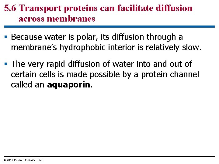 5. 6 Transport proteins can facilitate diffusion across membranes § Because water is polar,