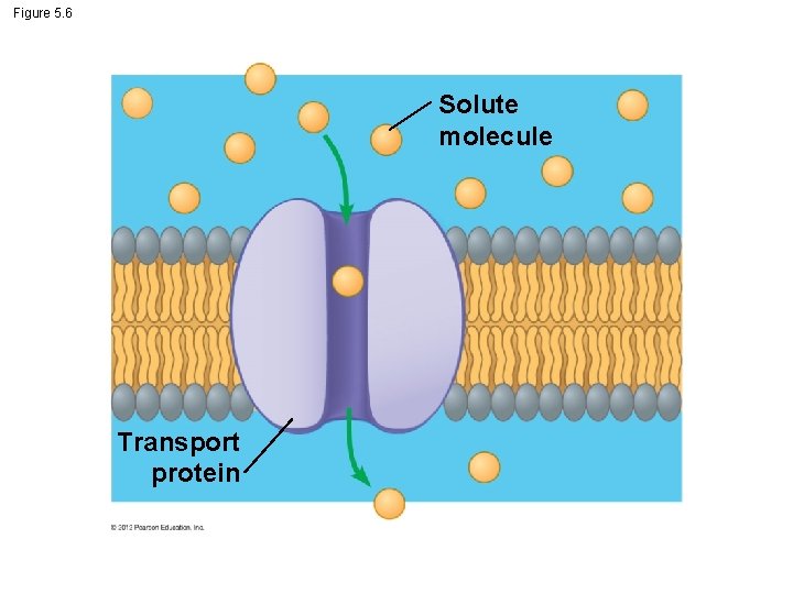 Figure 5. 6 Solute molecule Transport protein 