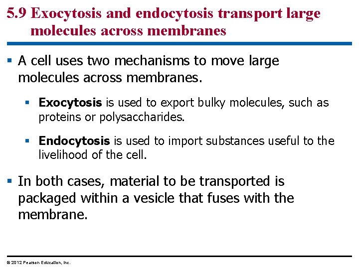 5. 9 Exocytosis and endocytosis transport large molecules across membranes § A cell uses